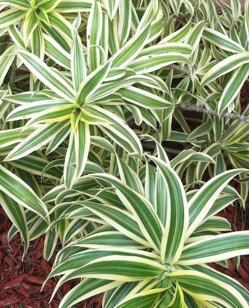 Самые неприхотливые комнатные растения