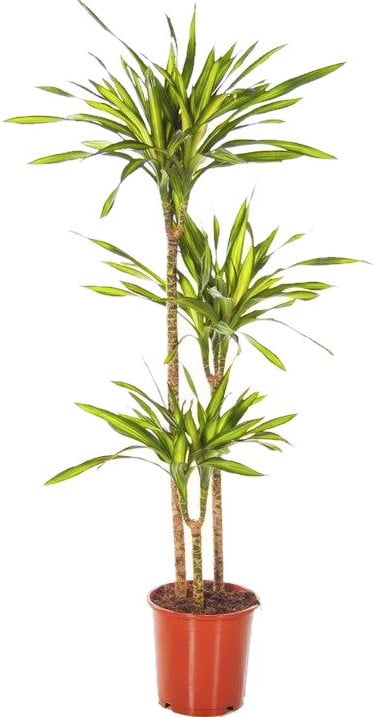 Самые неприхотливые комнатные растения