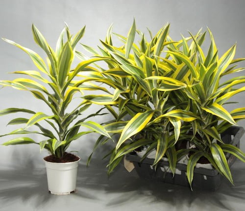 Самые неприхотливые комнатные растения