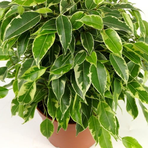 Самые неприхотливые комнатные растения