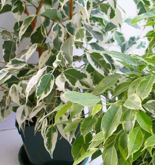 Самые неприхотливые комнатные растения