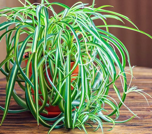 Самые неприхотливые комнатные растения