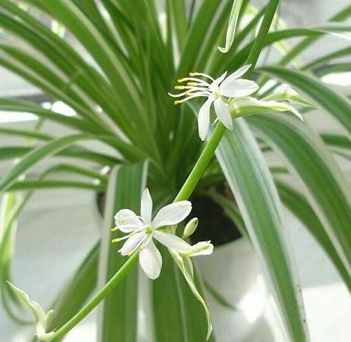 Самые неприхотливые комнатные растения