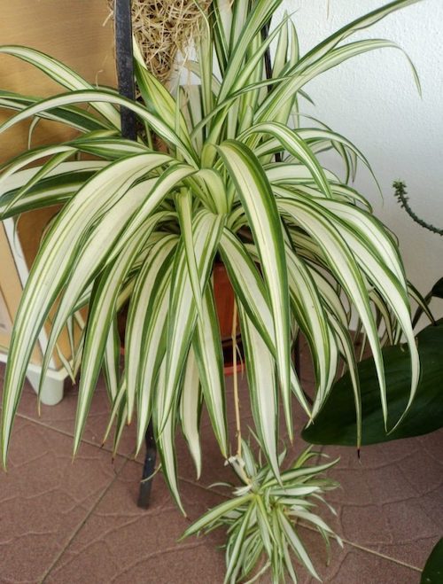 Самые неприхотливые комнатные растения