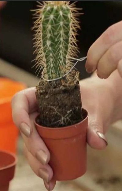 Как пересадить кактус, чтобы не уколоть руки и не повредить колючки