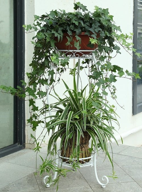 Самые неприхотливые комнатные растения