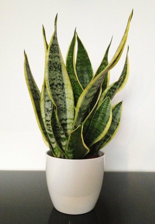 Самые неприхотливые комнатные растения