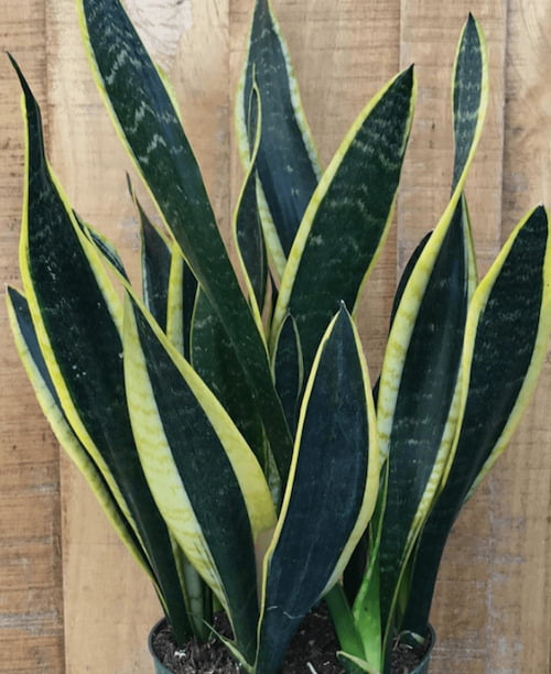 Самые неприхотливые комнатные растения