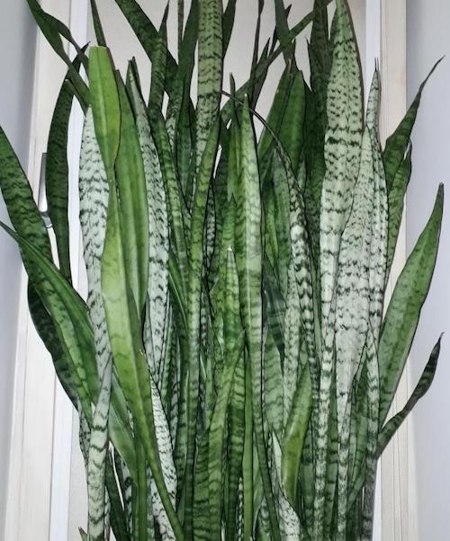 Самые неприхотливые комнатные растения