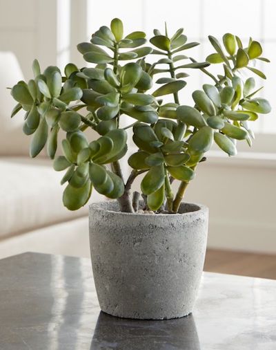 Самые неприхотливые комнатные растения