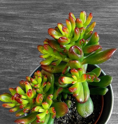 Самые неприхотливые комнатные растения